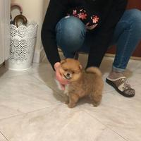 Pomerania maschio filvo