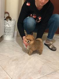 Pomerania maschio filvo