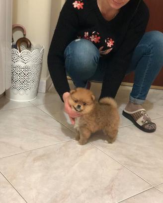 Pomerania maschio filvo