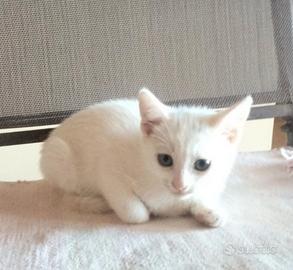 Gattina Bianca