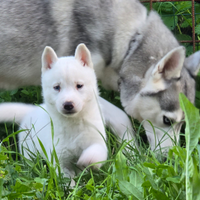 Siberian Husky