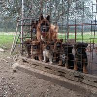 Cuccioli di Akita Americano/Pastore tedesco