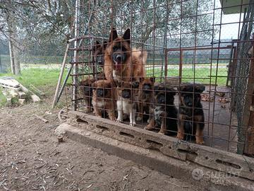 Cuccioli di Akita Americano/Pastore tedesco