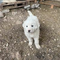 Cuccioli Cane da Montagna dei Pirenei