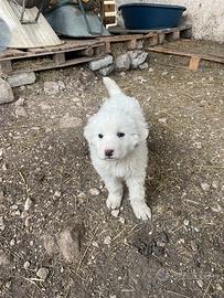 Cuccioli Cane da Montagna dei Pirenei