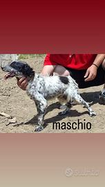 Setter Inglese