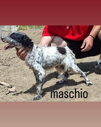 Setter Inglese