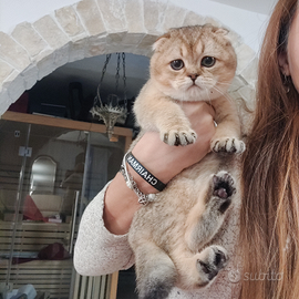 Maschio 3 mesi Scottish Fold pedigree