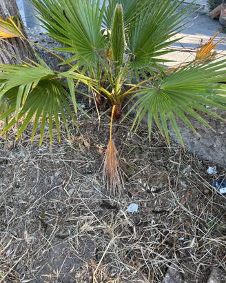 Palme