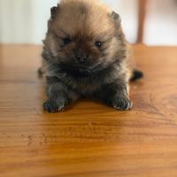 Spitz pomerania