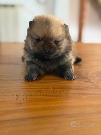 Spitz pomerania