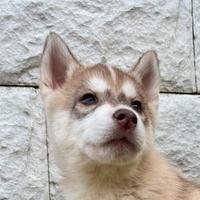Cuccioli Husky