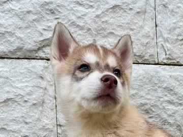Cuccioli Husky