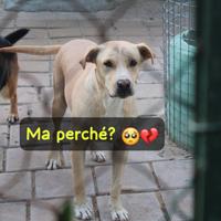 Bruzio 5 anni simil labrador 25 kg