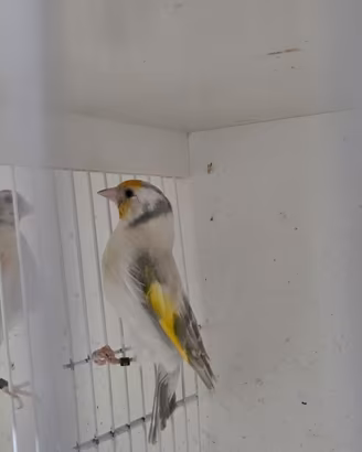Cardellini mayor, Nostrani ,negriti della Bolivia