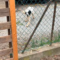 Setter da tartufo
