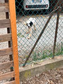 Setter da tartufo