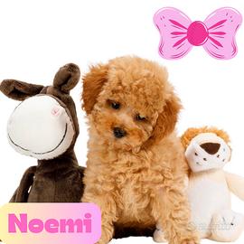 BARBONCINO TOY - BARBONCINI NANI puppy pag.rateale