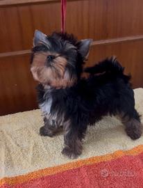 Yorkshire terrier