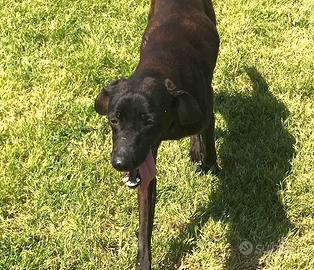 Cola giovanissima simil labrador