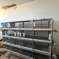 Batteria di gabbie Modulari in acciaio