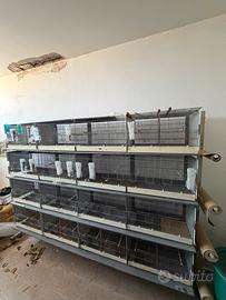 Batteria di gabbie Modulari in acciaio