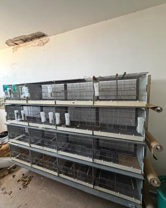 Batteria di gabbie Modulari in acciaio