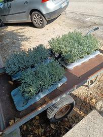 Piante di lavanda