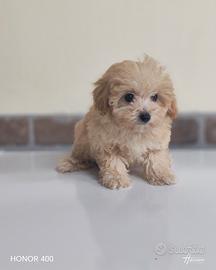Cucciolo di maltipoo