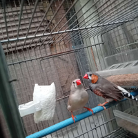 Diamantini mandarini