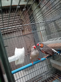 Diamantini mandarini