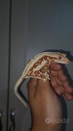 Gechi ciliatus vari morph(profilo nuovo)