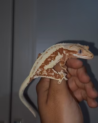 Gechi ciliatus vari morph(profilo nuovo)
