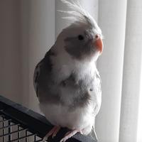 Ucelli