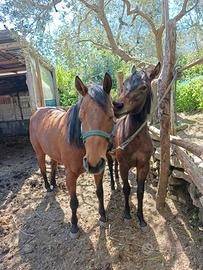 Cavalla Paint e puledra