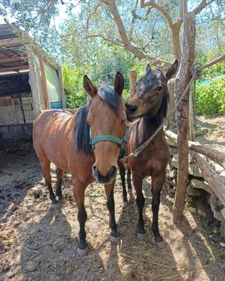 Cavalla Paint e puledra