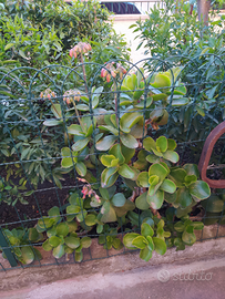 Piante Grasse varie e Altro