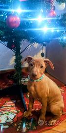 Cirneco dell'Etna - cuccioli