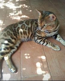 cuccioli di gatto Bengala 