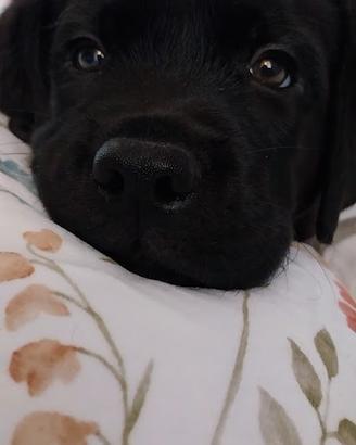 Cuccioli figli di Labrador
