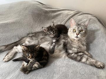 Maine Coon 