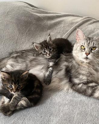 Maine Coon 