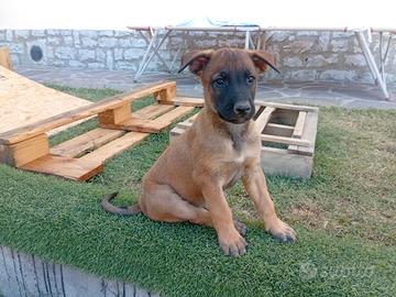 Cuccioli di Pastore Belga Malinois