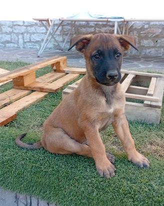 Cuccioli di Pastore Belga Malinois