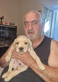 Cucciolo Cane Corso di raro colore beige