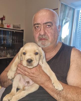 Cucciolo Cane Corso di raro colore beige