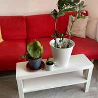 Tavolo, tappeto e piante