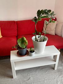 Tavolo, tappeto e piante