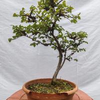 Bonsai di olmo