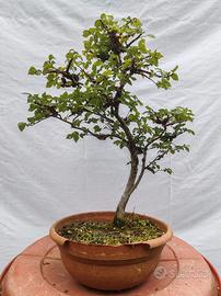 Bonsai di olmo